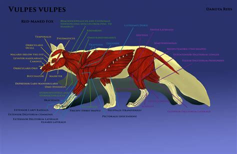 Fox Muscles by AquaMetalDragon on DeviantArt