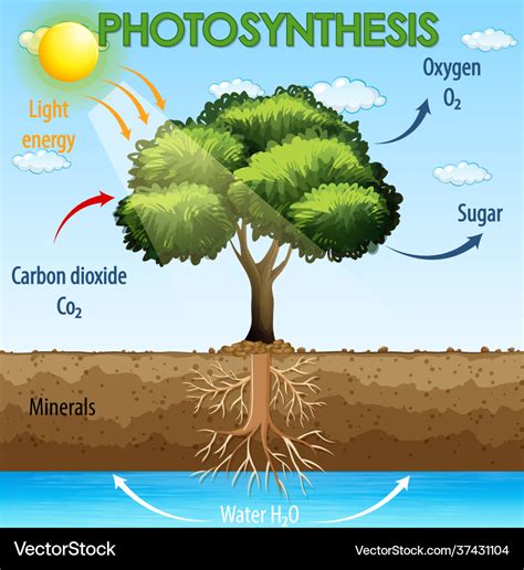 Diagram showing process photosynthesis in plant Vector Image