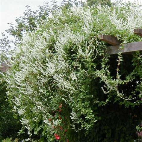 Buy Silver Lace Vine (Polygonum Aubertii) 15 seeds online :: Seeds ...