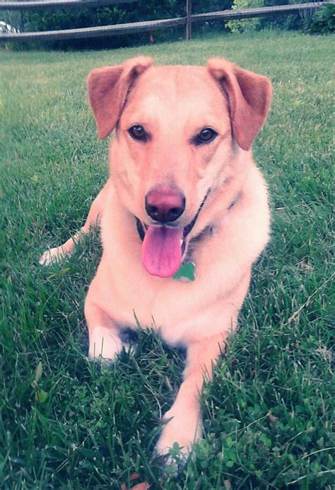 Dayzie, my Shiba Inu / Labrador mix :) | Labrador mix, Labrador, Labrador retriever