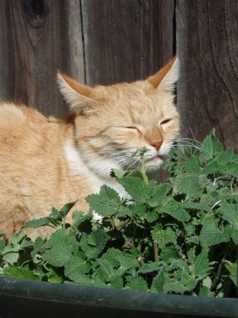 Catnip Plant And Cats