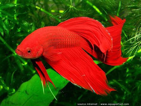 Poisson combattant : aquarium, alimentation, photos