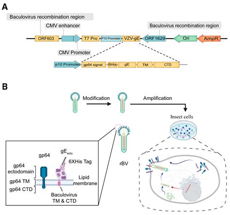 Viruses | Free Full-Text | Baculovirus Display of Varicella–Zoster Virus Glycoprotein E Induces ...