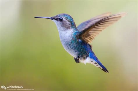 Bee Hummingbird, the Smallest Hummingbird in the World | Birding Tours with Whitehawk