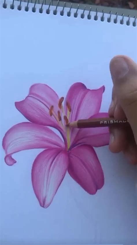 Colored Pencil Drawing Pencil Art Traditional Art Nat - vrogue.co