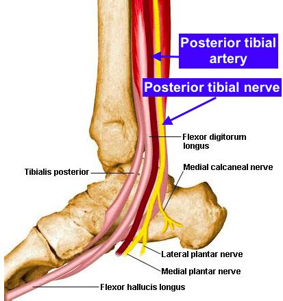 Tibialis Posterior Flexor Digitorum Longus Flexor Hallucis Longus