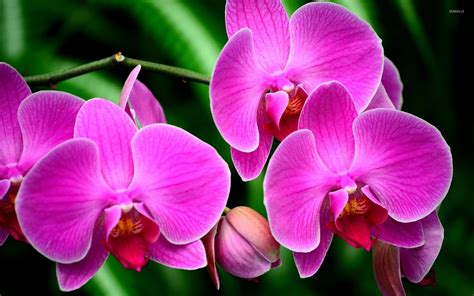 Purple Orchid Flowers Wallpaper