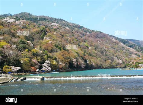 Cherry blossoms in Kyoto Arashiyama Stock Photo - Alamy