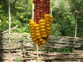 Corn cob at Natural Bridge | A corn cob with some corn still… | Flickr