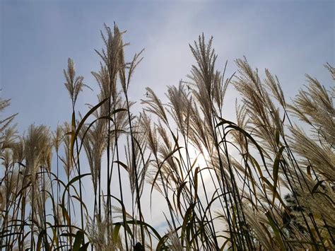 Reed Flowers in Full Bloom on Sky Background Evening Landscape Giant ...