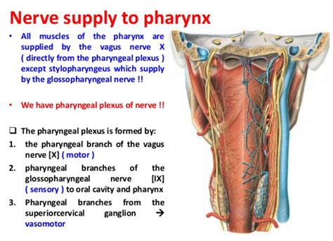 Muscles of Pharynx And Larynx MCQ - Focus Dentistry