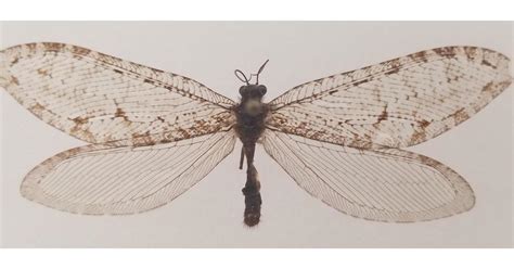 Giant flying bug found at Arkansas Walmart turns out to be "super-rare ...