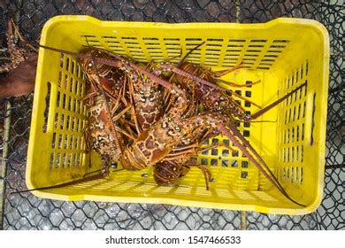 Lobster Season Caribbean Freshly Caught Spiny Stock Photo (Edit Now ...