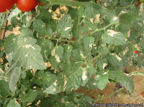 Tomato leafminer (421)