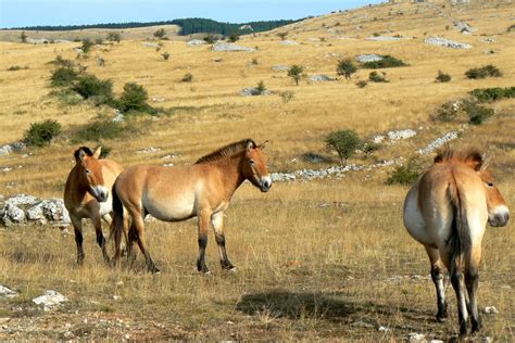 World’s first cloned Przewalski horse comes from DNA preserved at San Diego Zoo 40 years ago ...