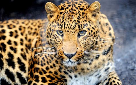 Animal predator, leopard, eyes, face wallpaper | animals | Wallpaper Better