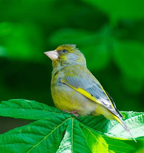 NW Bird Blog: European Greenfinch