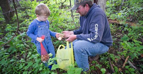 Michigan DNR reveals interactive map for morel mushroom hunting