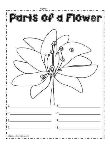 Parts of a Flower Worksheets