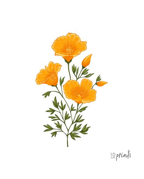 California Poppy Color Illustration - California State Flower Drawing ...