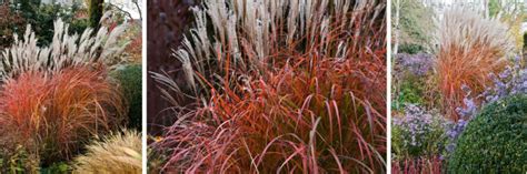 Culture Report: Miscanthus 'Fire Dragon' - Greenhouse Product News