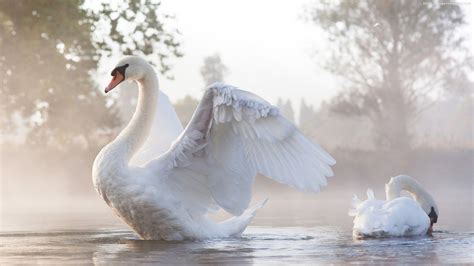 Swan Wallpaper (73+ images)