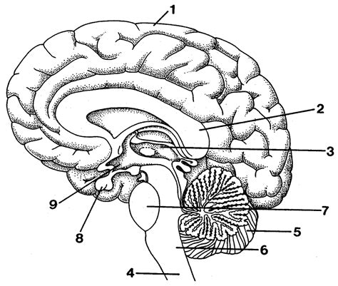 Human Brain Diagram Blank