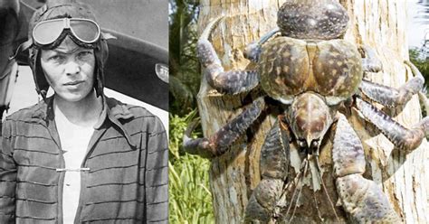 Strange New Amelia Earhart Theory Suggests She Was Eaten By Giant Coconut Crabs