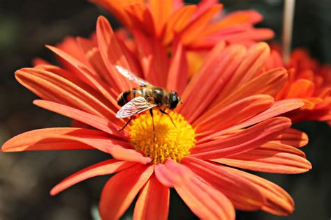 Free Images : flower, insect, invertebrate, close up, insects, sea urchin, bees, macro ...