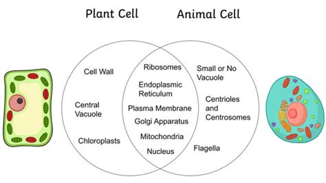 What is an Animal Cell? | Definition and Functions | Twinkl