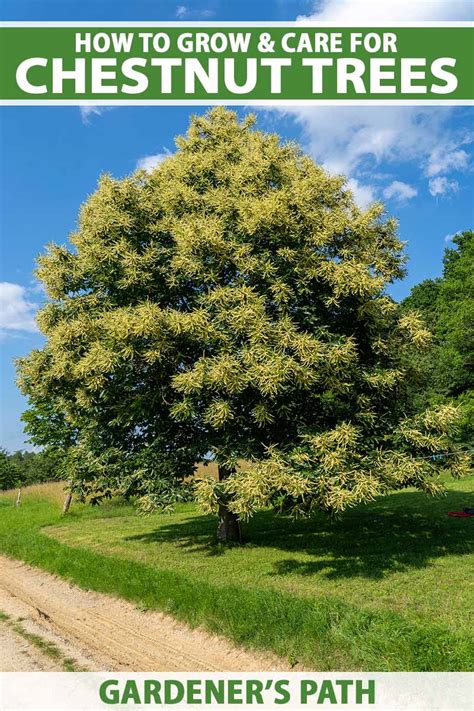 How to Grow and Care for Chestnut Trees | Gardener’s Path