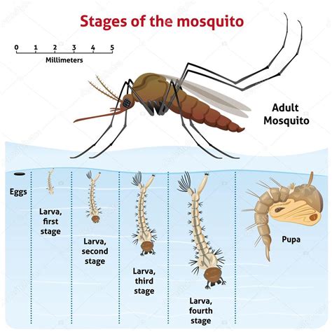 Nature, growth-stage stilt mosquito. Ideal for informational and institutional related ...