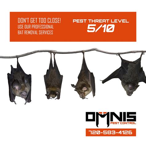 Bat Removal - Pest Library - Omnis Pest Control