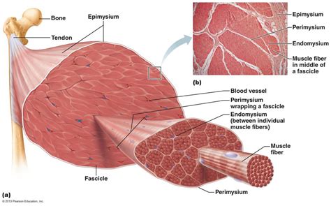 Hypertrophy vs Hyperplasia. What’s the difference? – Brandon's Blueprint