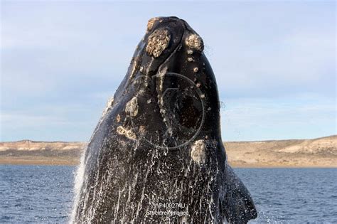 A southern right whale breaching the waters off Argentina. | Stocktrek ...