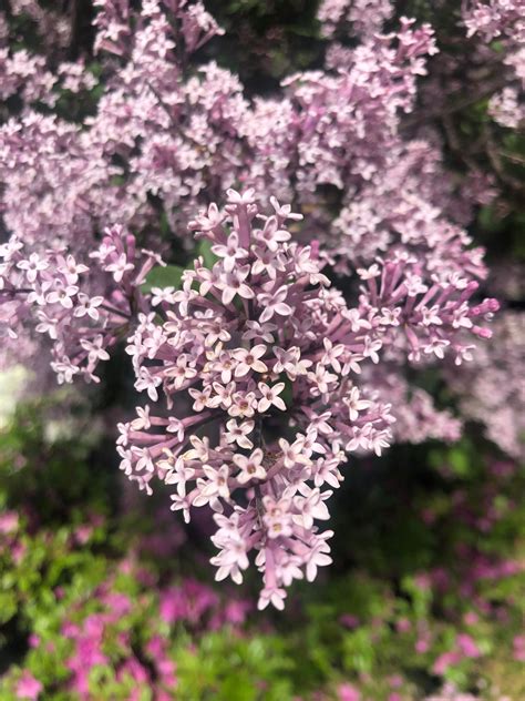 Lilac tree 💕 : gardening