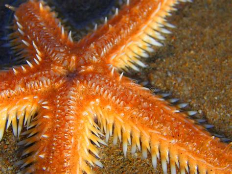 Orange starfish stock photo. Image of finger, loading - 6577998