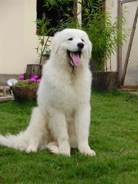 Kuvasz photos and wallpapers. The beautiful Kuvasz pictures