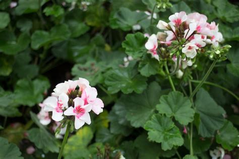 Premium Photo | Pink geranium flower blooming in the garden