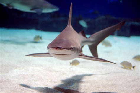 Sandbar Shark | Carcharhinus plumbeus | Shark Database