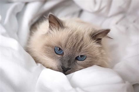 7 Grey Cat Breeds With Blue Eyes You'll Love (With Pictures)