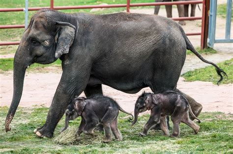 Inside the Syracuse zoo’s scramble to save a newborn elephant twin: ‘He ...