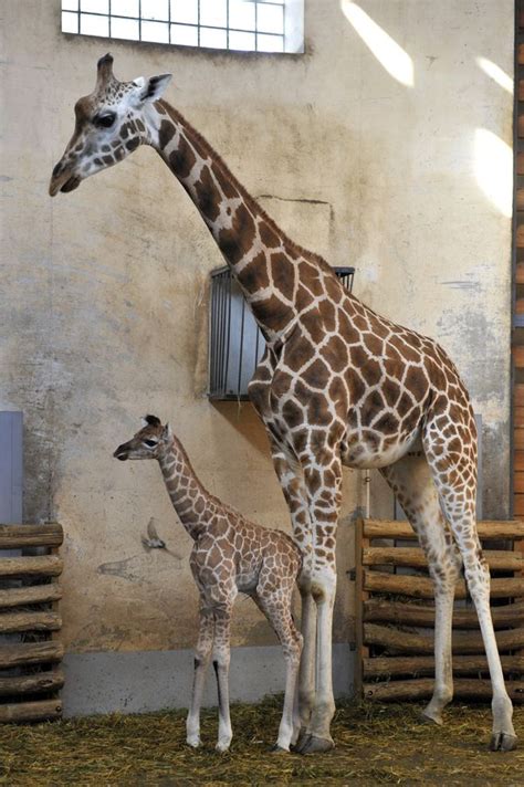 Got Legs? There's a New Baby Giraffe at Budapest Zoo - ZooBorns