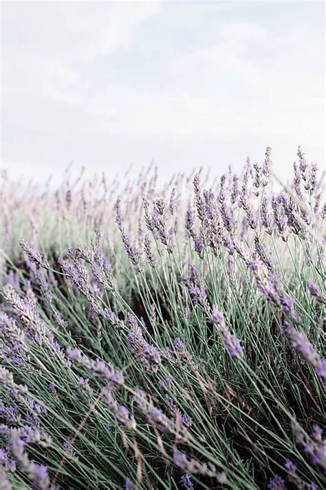 Lavender close up by Jovana Rikalo for Stocksy United | Flowers nature, Purple aesthetic, Photo ...