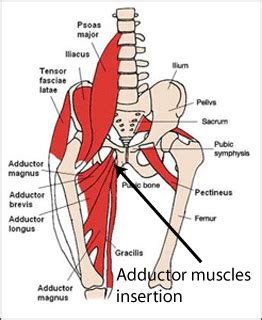 Groin Pain Information Sheet - Australian Physiotherapy Equipment