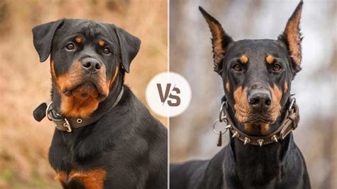 Doberman vs. Rottweiler: Which Is the Better Guard Dog?