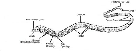 Worksheet Template For Tapeworms