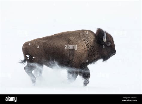 American Bison (Bison bison) running in snow, Lamar Valley, Yellowstone ...