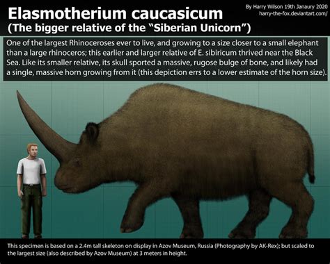 Elasmotherium caucasicum size by Harry-the-Fox on DeviantArt