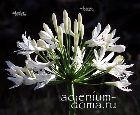 Agapanthus AFRICANUS 'GETTY WHITE' (Агапантус) - Декоративно цветущие - Интернет-магазин ...